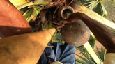 bhoomika_product_palm_juice